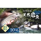 天然岩魚 イワナ 10尾