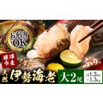天然伊勢海老 勝浦産 生冷活〆 大サイズ 500gUP×2尾 計1.2kg
