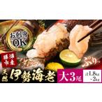 天然伊勢海老 勝浦産 生冷活〆 大サイズ 500gUP×3尾 計1.8kg