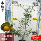 3年生 苗木◇柑橘類 本柚子 ほんゆず ※北海道