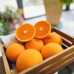 特選 完熟 清見 オレンジ 約3kg
