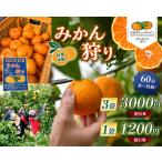みかん狩り 収穫体験 みかん60分食べ放題