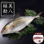 カンパチ 1節