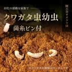fu.... налог рогач насекомое ( личинка 1 вид *3 шт ). нить ведро есть [1513306] Hyogo префектура . название река блок 