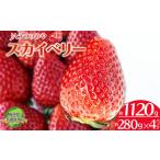 共通返礼品 JAうつのみや直送 スカイベリー