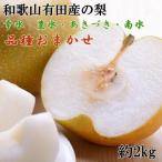 和歌山有田産のたねなし巨峰約2kg★2026年8月上旬頃