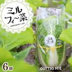 ミニ白菜 6個