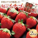 いちご 紅ほっぺ ゆめのか さがほのか 恋みのり 2000g