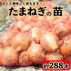 玉ねぎ 苗 約288本