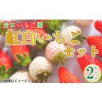 いちご 紅白いちご 食べ比べ 紅ほっぺ 白いちご