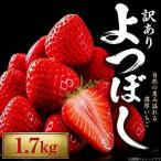 訳あり いちご よつぼし 1.7kg