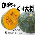 かぼちゃ くり大将 富良野産