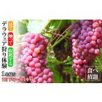 デラウェア狩り体験 食べ放題 1名様分 デラウェア狩り