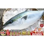 ふるさと納税 【先行予約 2025年10月より順次発送】 テレビで紹介ぶりの王様「 鰤王 」 まるごと 1本 (約4.5kg) ラウンド 先行予約 産地直送.. 鹿児島県長島町