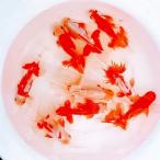 オランダ獅子頭 金魚 四国系 生体 観賞魚