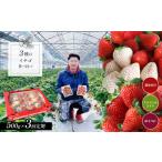 ふるさと納税 【 定期便 3回 】 3品種 食べ比べ イチゴ 約 500g ゆうべに 恋みのり エンジェルエイト ｜ フルーツ 果物 イチゴ いちご 苺 白いち.. 熊本県玉名市