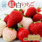 Berry農園 山本さんの紅白いちご