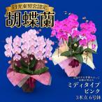 胡蝶蘭ミディタイプ ピンク3本立 6号鉢