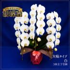 胡蝶蘭 大輪 ミディタイプ 白3本立 8号鉢