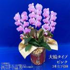 胡蝶蘭 大輪 ミディタイプ ピンク3本立 8号鉢