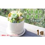 多肉植物 寄せ植え pk-0004