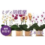ミディ胡蝶蘭 2本立ち 鉢花 らん 洋ラン 生花