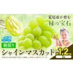 ふるさと納税 【先行予約】 シャインマスカット 約1.2kg(2房) 《8月下旬-9月末頃出荷》シャインマスカット フルーツ シャインマスカット 期間.. 熊本県荒尾市