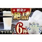 対馬産 ヤリイカ 刺身用 6杯