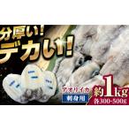 イカの王様 アオリイカ 刺身用 約1kg