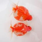 ピンポンパール 金魚 生体 観賞魚