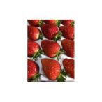 ふるさと納税 和歌山のいちご「大粒まりひめ」４パック(B460-2) 和歌山県有田市