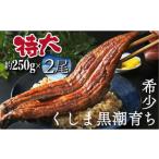 超特大くしまの黒潮うなぎ蒲焼2尾 合計600g前後