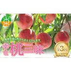 ふるさと納税 【定期便 3回】幸せ♪桃三昧 白桃 黄桃 果物 フルーツ 山形県 中山町 F4A-0444 山形県中山町