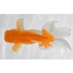日本オランダ獅子頭 金魚 生体