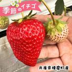 季節のイチゴ 約260g