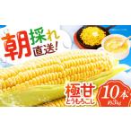 朝採れの弾けるおいしさ 品種おまかせ朝採りとうもろこし 1…