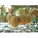 fu.... налог рука .... киви фрукты ( отгрузка время :2025 год 11 месяц 1 день отгрузка начало ~2026 год 6 месяц 10 день отгрузка конец )[ рука .... киви фрукты вежливо ..... префектура Kanagawa город Odawara 