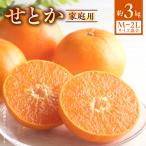 せとか 3kg