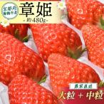 いちご 章姫 特大粒 480g前後