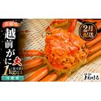 越前ガニ 大サイズ 茹で前約1kg 1杯