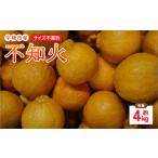 不知火 4kg