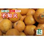 訳あり 不知火 8kg