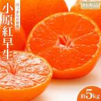 特秀品 真っ赤なお蜜柑 小原紅早生 約5kg
