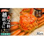 越前がに 大サイズ 茹で前約1kg 2杯
