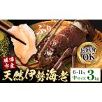 勝浦産 生冷活〆 天然伊勢海老 3kg