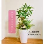 fu.... налог человеческий труд декоративное растение натуральный коряга искусство [ pakira / керамика ] * Hokkaido * Okinawa * отдаленный остров к рассылка не возможно Kanagawa префектура Sagamihara город 