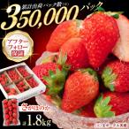 いちご さがほのか 1.8kg