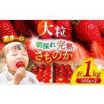 さちのか いちご 計1kg