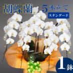 fu.... налог . бабочка орхидея 5шт.@ установить белый стандартный праздник . мыс . орхидея .SY007 Kochi префектура . мыс город 