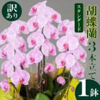 fu.... налог [ есть перевод ]. бабочка орхидея 3шт.@ установить розовый стандартный праздник . мыс . орхидея .SY013 Kochi префектура . мыс город 